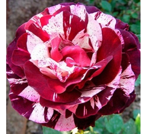 Роза Нью Имэйджн (New Imagine)